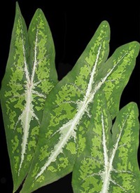 Caladium Picturatum